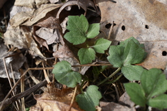 Cardamine douglassii