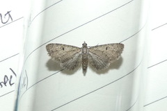 Eupithecia virgaureata