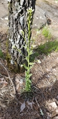 Borodinia missouriensis
