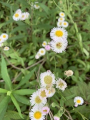 Erigeron procumbens