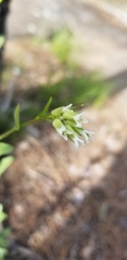 Borodinia missouriensis