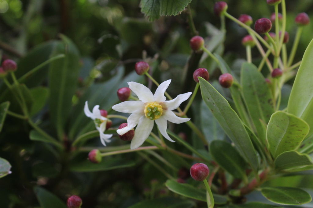 Drimys confertifolia