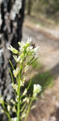 Borodinia missouriensis