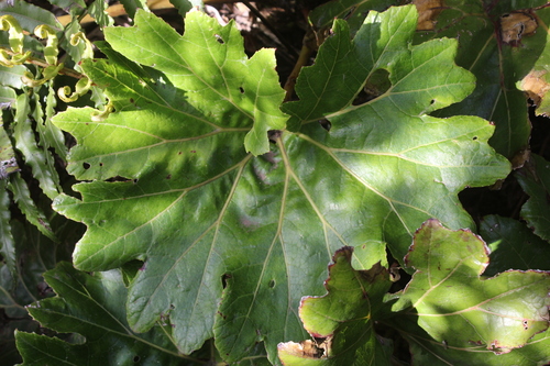 Gunnera bracteata observed 2023-12-09