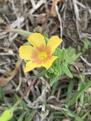 Linum berlandieri