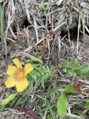Linum berlandieri