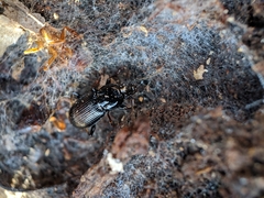 Pterostichus mutus