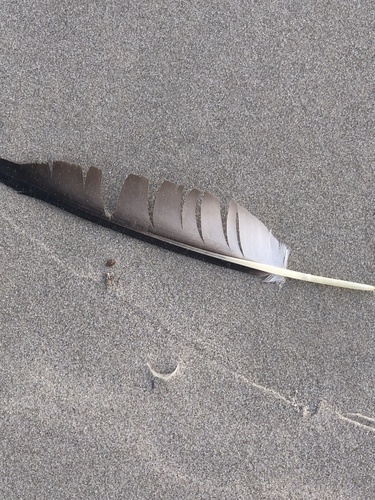 Plume de Fou de Bassan