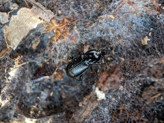 Pterostichus mutus