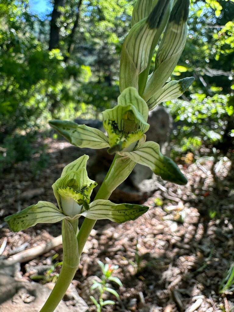 Chloraea multiflora