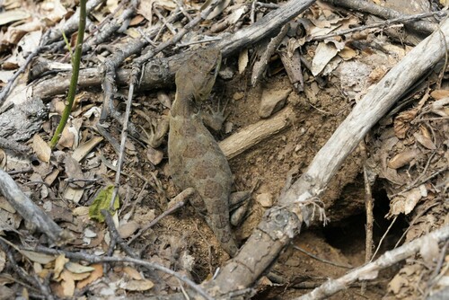 Southern Grumbler, Pristidactylus torquatus