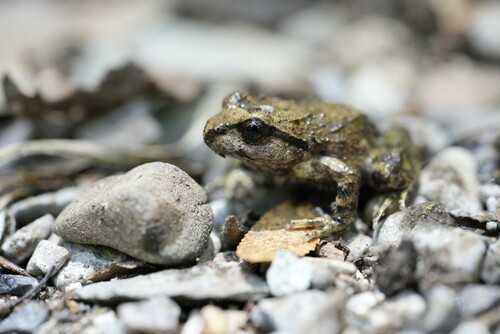 Hugo's Spiny-chest Frog, Alsodes hugoi