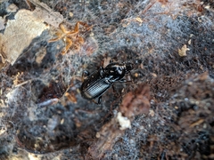 Pterostichus mutus