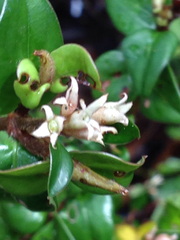 Gaertnera madagascariensis image