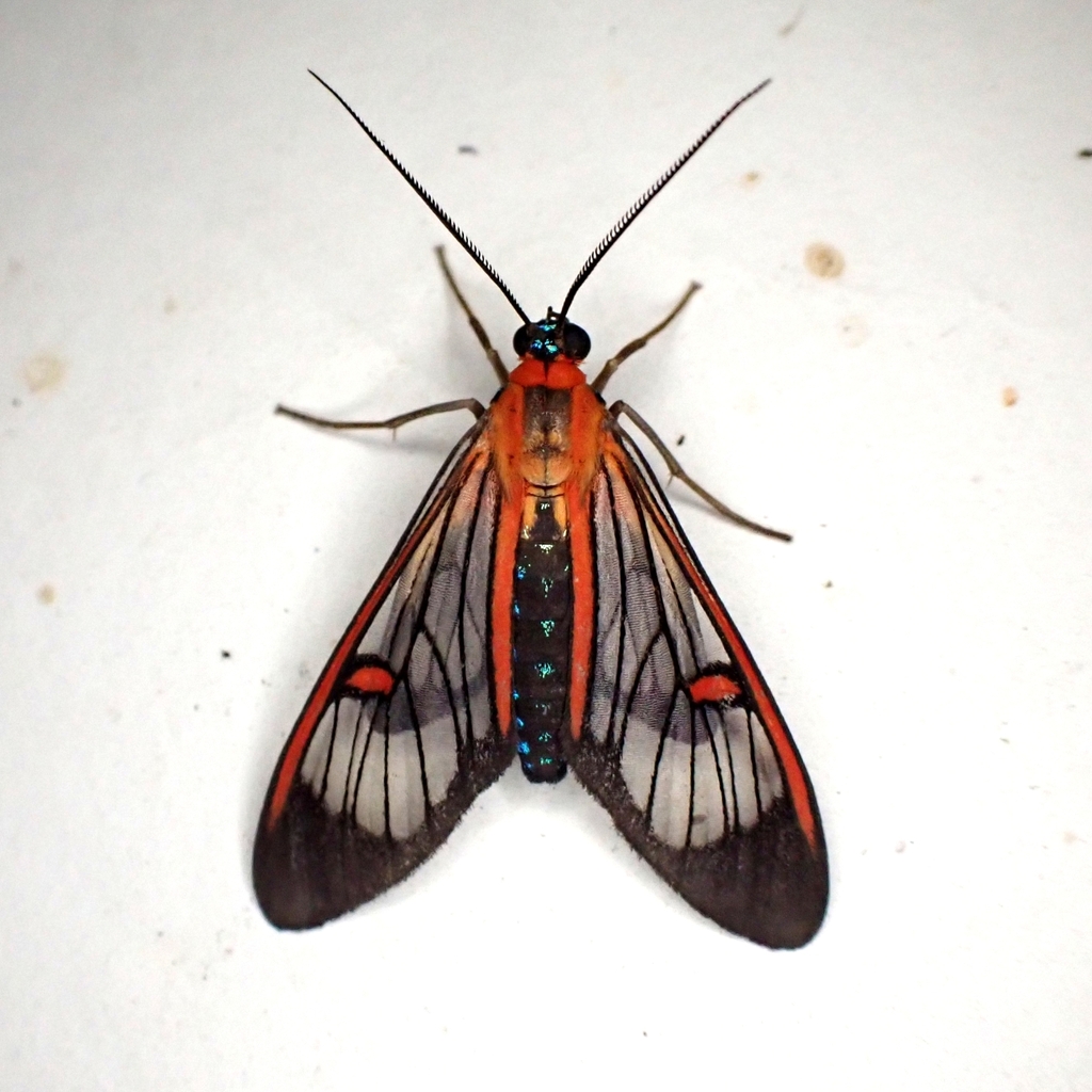 Lepidoneiva erubescens