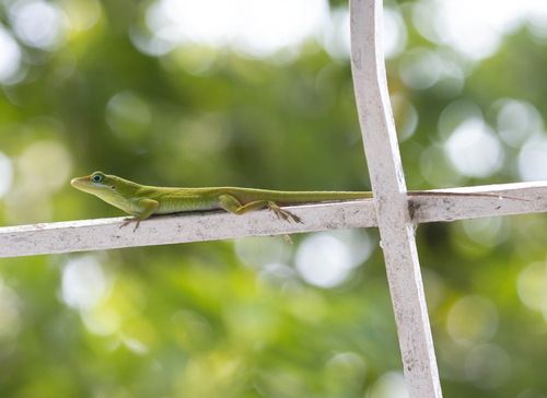 Pedernales Green Anole