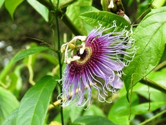 Passiflora serratifolia
