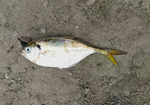 Banded scad (Alepes kleinii) — Carangidae — 2