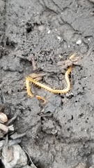 Schendyla nemorensis