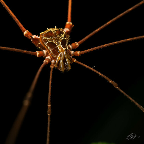 daddy longlegs