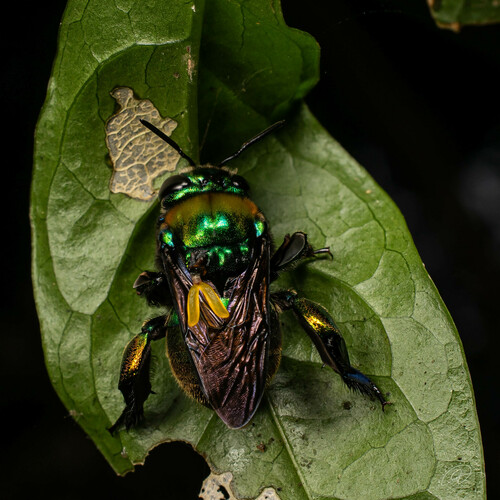 Photo of Violaceous Orchid Bee (Eufriesea violacea)