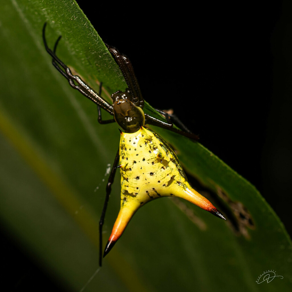 Micrathena crassispina