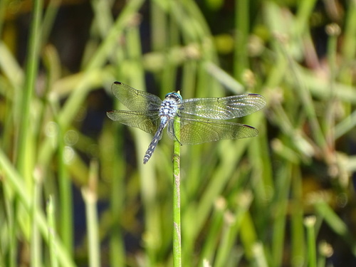 Jaunty Dropwing photo 2