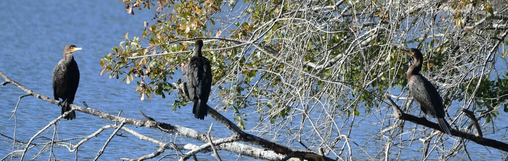 Double-crested Cormorant from Texas, US on December 11, 2023 by tnewman ...