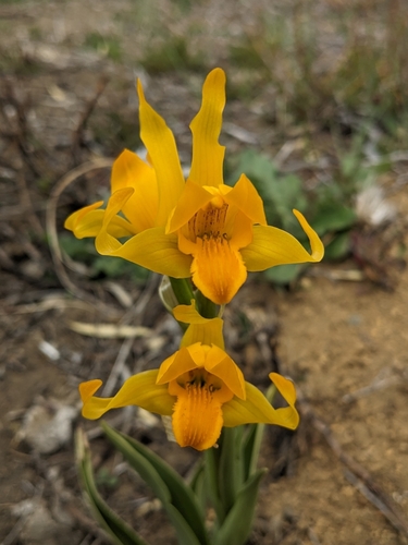 Image of Chloraea alpina by (c) Todd Boland, some rights reserved (CC BY)