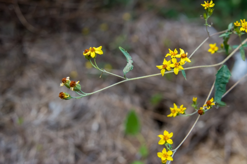 Hymenostephium uniseriatum