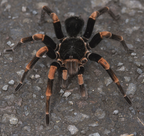 Megaphobema mesomelas