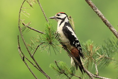 Great Spotted Woodpecker photo 2