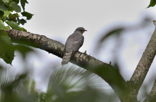 Common Hawk-Cuckoo (Hierococcyx varius), photo 9