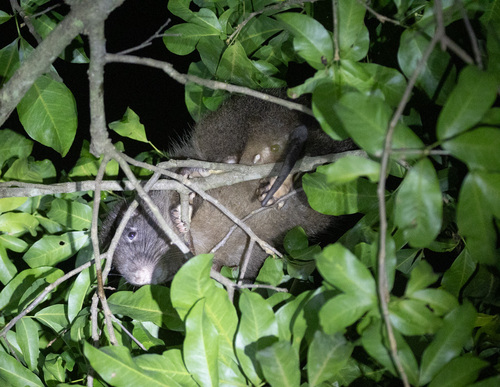 Hispaniolan Hutia