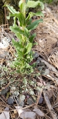Borodinia missouriensis