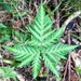 Doryopteris pentagona - Photo (c) Santiago Mailhos, some rights reserved (CC BY-NC), uploaded by Santiago Mailhos