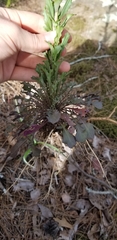 Borodinia missouriensis