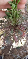 Borodinia missouriensis