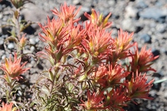 Castilleja applegatei