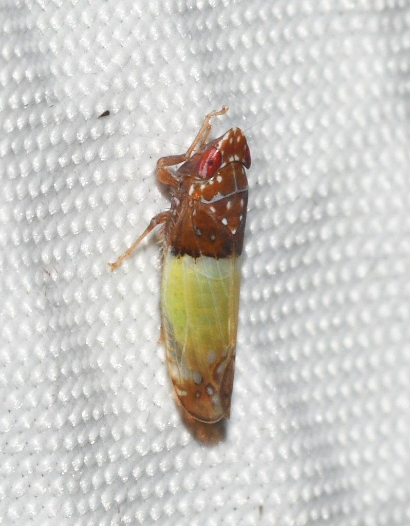 Scaphytopius thea