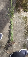 Borodinia missouriensis