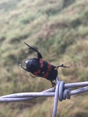 Nicrophorus marginatus