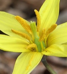 Erythronium rostratum