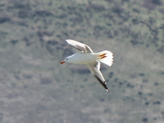 Larus armenicus