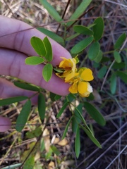 Senna chapmanii