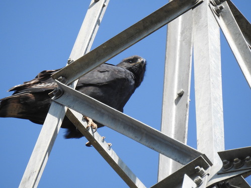 Augur Buzzard