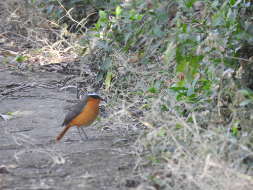 Rüppell's Robin-Chat
