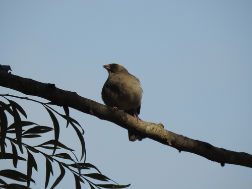 Brown-rumped Seedeater