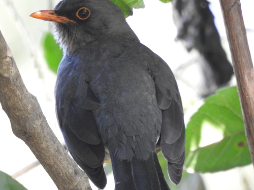Abyssinian Thrush