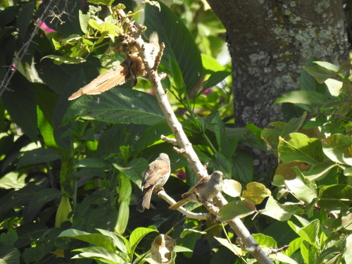 Swainson's Sparrow